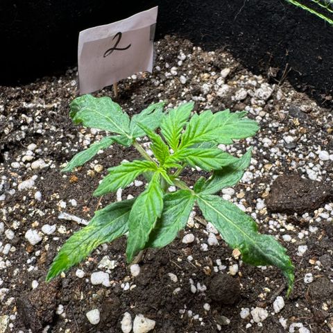 Second Lady growlog timeline photo