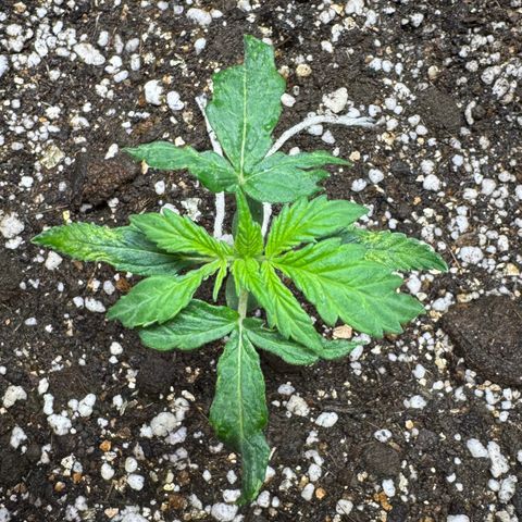 Second Lady growlog timeline photo