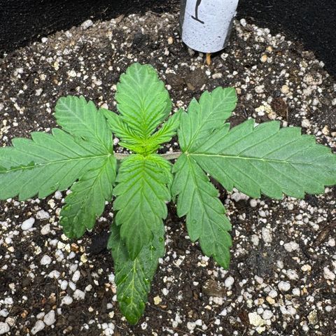 First Lady growlog timeline photo