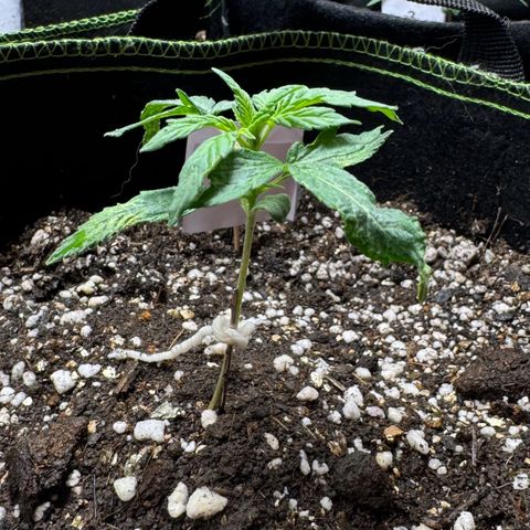 Second Lady growlog timeline photo