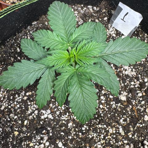 First Lady growlog timeline photo