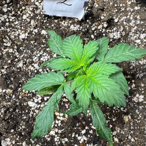 Second Lady growlog timeline photo
