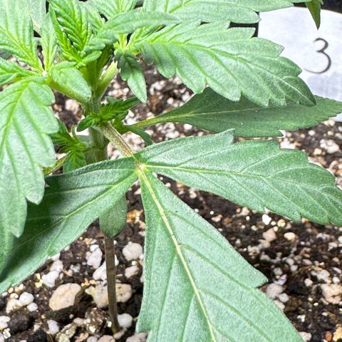 Third Lady growlog timeline photo