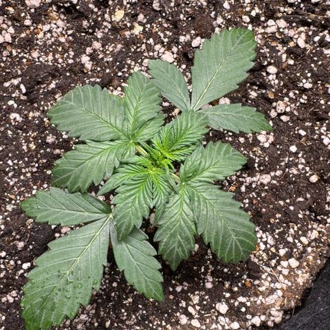 Fourth Lady growlog timeline photo
