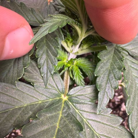 First Lady growlog timeline photo