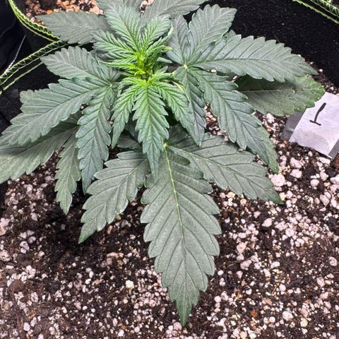 First Lady growlog timeline photo