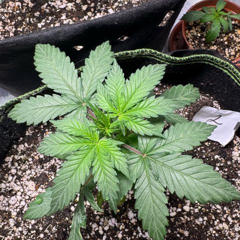 Second Lady growlog timeline photo