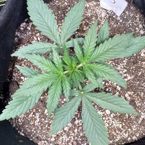 Third Lady growlog timeline photo