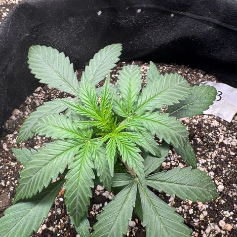 Third Lady growlog timeline photo
