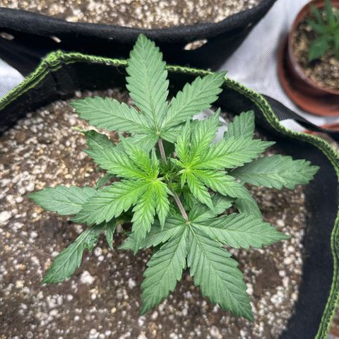 Second Lady growlog timeline photo