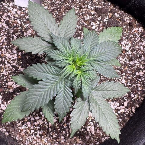 Fourth Lady growlog timeline photo