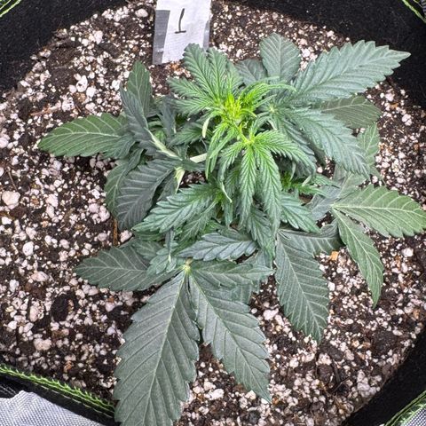 First Lady growlog timeline photo