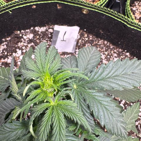First Lady growlog timeline photo