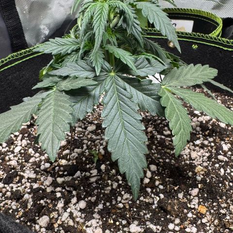 First Lady growlog timeline photo