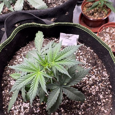 Second Lady growlog timeline photo