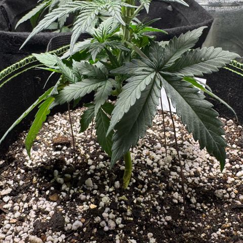 Second Lady growlog timeline photo