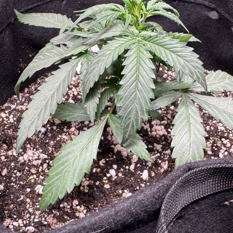 Third Lady growlog timeline photo
