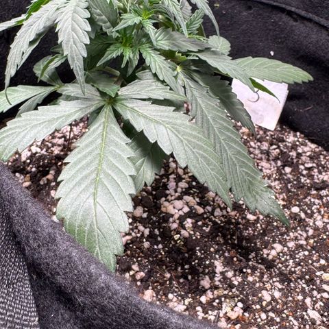 Third Lady growlog timeline photo