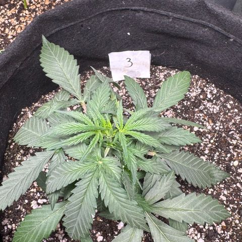 Third Lady growlog timeline photo