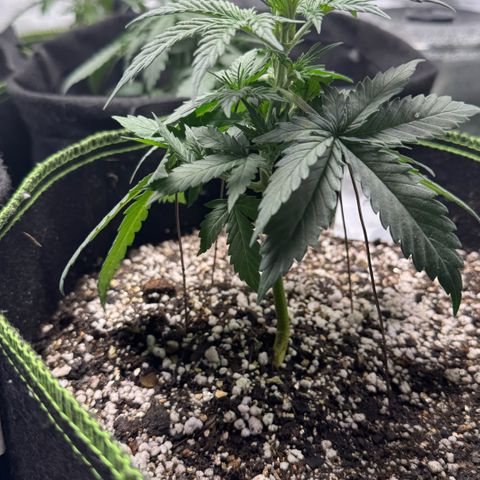 Second Lady growlog timeline photo