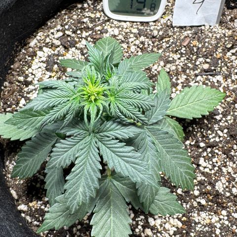 Fourth Lady growlog timeline photo