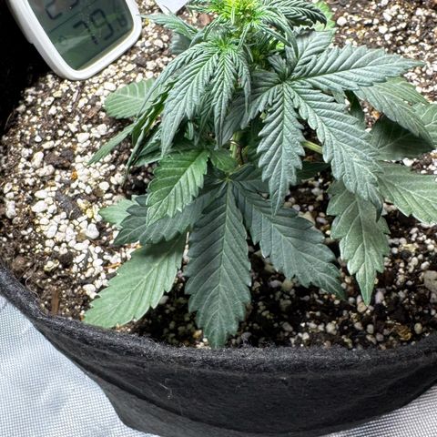 Fourth Lady growlog timeline photo