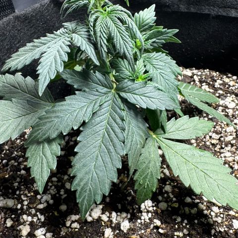 Fourth Lady growlog timeline photo