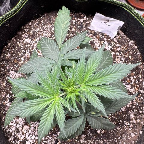 Second Lady growlog timeline photo