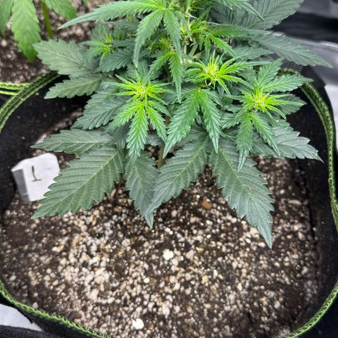 First Lady growlog timeline photo