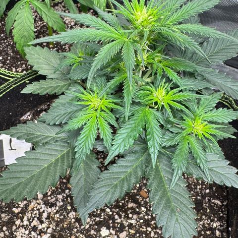 First Lady growlog timeline photo