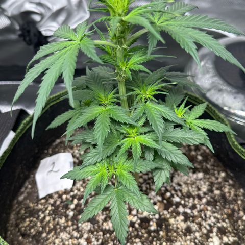 Second Lady growlog timeline photo