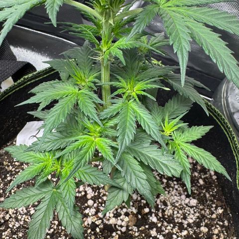 Second Lady growlog timeline photo