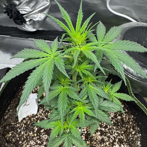 Second Lady growlog timeline photo