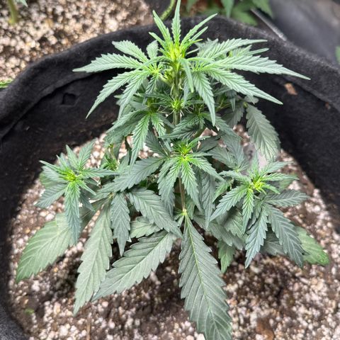 Third Lady growlog timeline photo