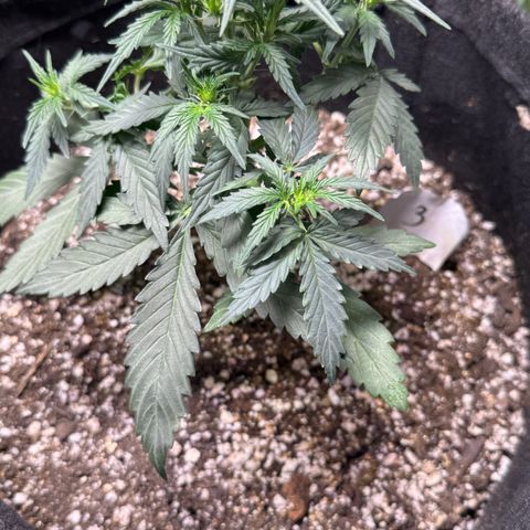 Third Lady growlog timeline photo