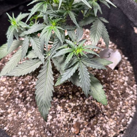 Third Lady growlog timeline photo