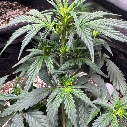 Third Lady growlog timeline photo
