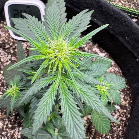 Fourth Lady growlog timeline photo