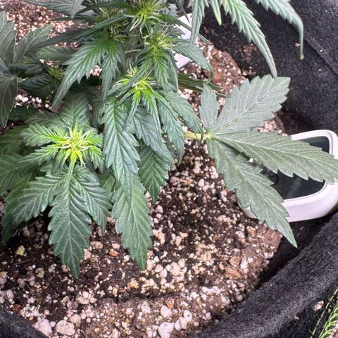 Fourth Lady growlog timeline photo
