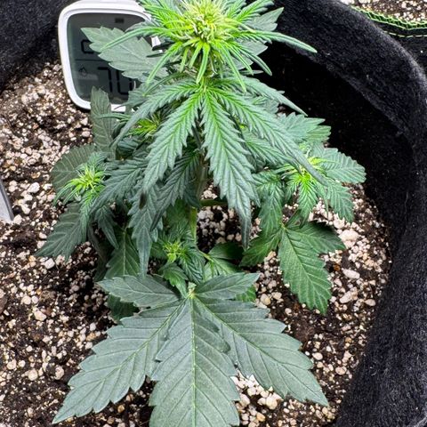 Fourth Lady growlog timeline photo