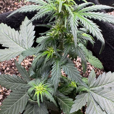 Fourth Lady growlog timeline photo