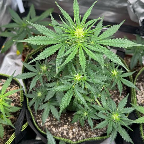 First Lady growlog timeline photo