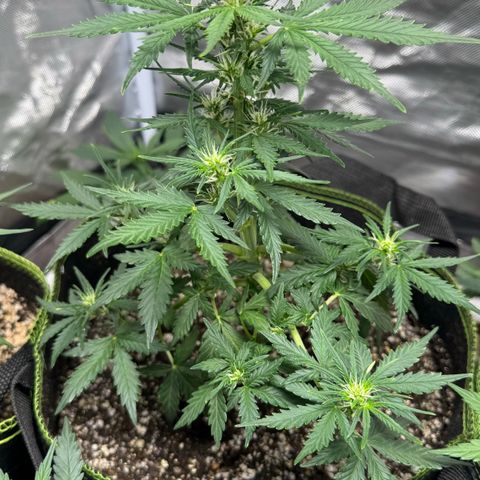 First Lady growlog timeline photo