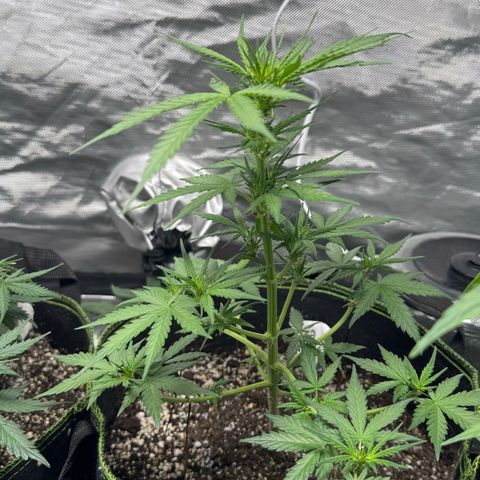 Second Lady growlog timeline photo