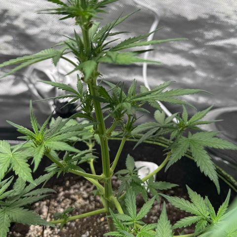 Second Lady growlog timeline photo