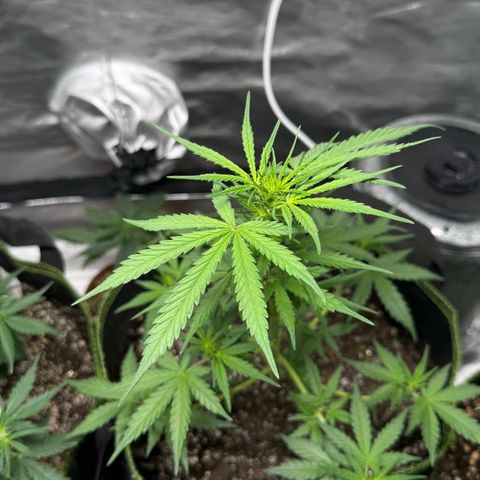Second Lady growlog timeline photo