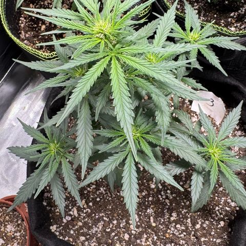 Third Lady growlog timeline photo