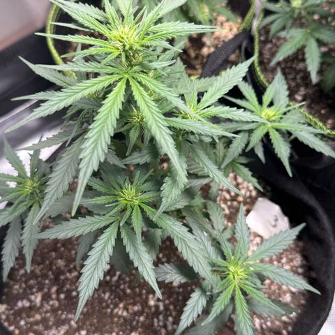 Third Lady growlog timeline photo