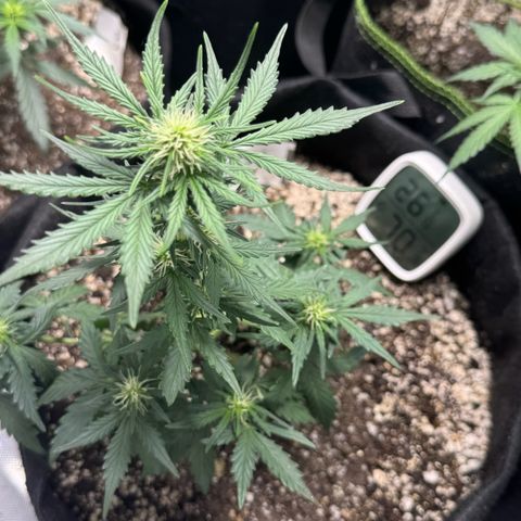 Fourth Lady growlog timeline photo