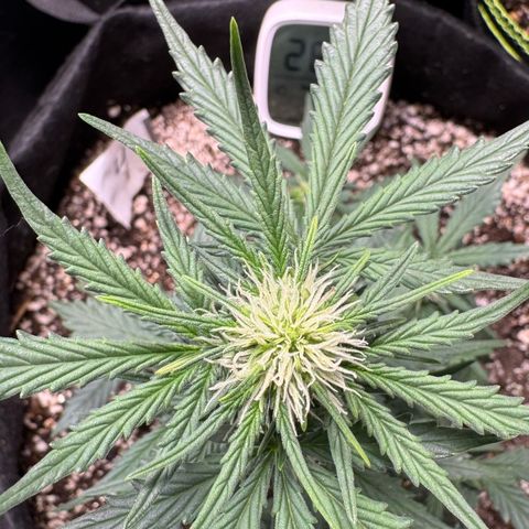Fourth Lady growlog timeline photo